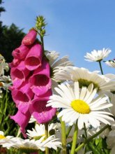 Flowers / 9999999999999999