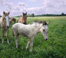 Horse / ***