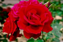 Rosa / ***