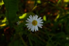 Camomile / ***
