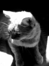 cat / .......