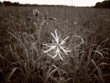 Native land / ()()()()())))))))