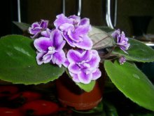 violet / ***