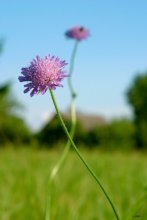 flowers in a field / ******