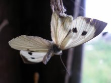flight of dead butterflies / ***
