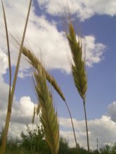 bread / ***