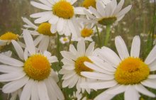 Daisies / ***