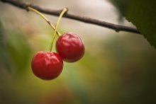 Cherry / ***