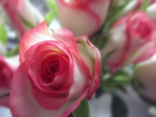 delicate pink / *****