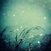 Dark Water / ............
