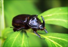 Oryctes nasicornis / ***