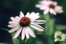 Echinacea / *****