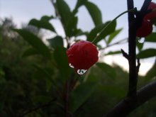 Ripe cherry in tears / ***
