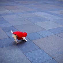 Lost from the head of happiness Prague dog / *****