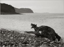 Am Ufer kriechen ... / .....