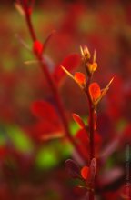 Red Dragon / ***