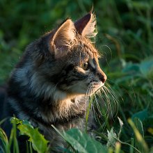 Hunter by nature ... / *****