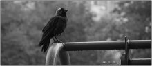jackdaw / ***