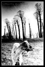 about the goat and the trees / ***