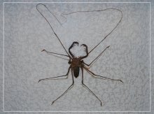 ... Lebt in einem Glas / .....