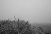 Spikes im Nebel ... / ***