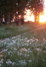 Sunset and dandelions / ***