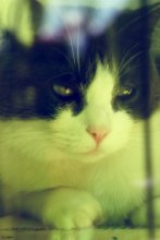 Sleepy cat / *****