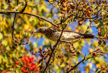 Thrush Wacholderdrossel / ***
