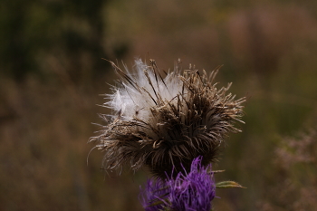 Fuzzy / ***