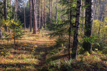 Auf dem Waldweg / ***