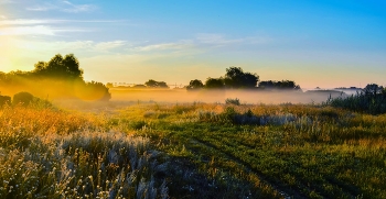 Foggy morning / ***