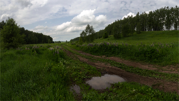 landscape with lupine / ***