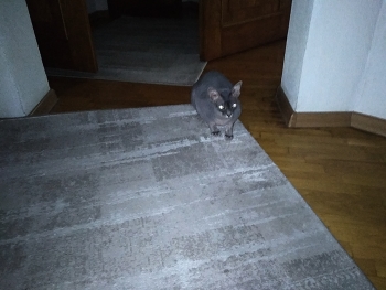 Toby nu te supăra / ***