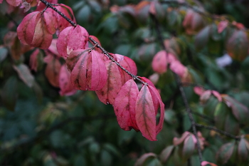Branch / ***