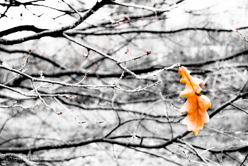 Oak-tree / ***