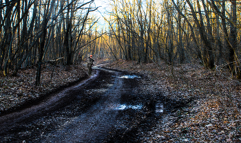 Forest Road / ***