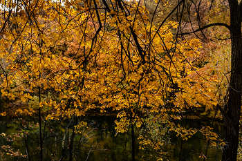 Letzte Blätter / ***