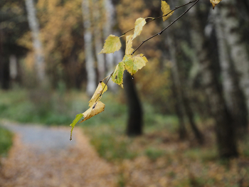 Rainy Day / ***