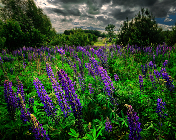 Lupine / ***