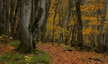 Sunrise over the river / ***