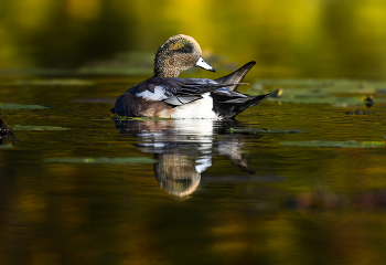 American Wigeon (m) / American Wigeon (m)