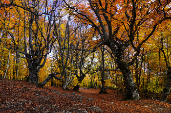 Crimean Autumn / ***