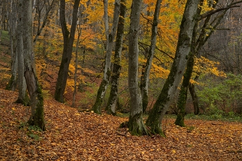Sunrise over the river / ***