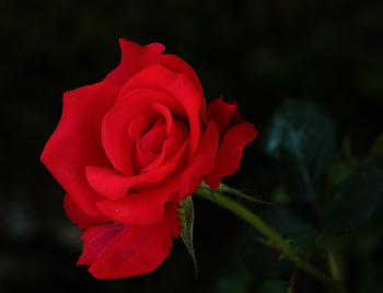 Schöne Mädchen / ***