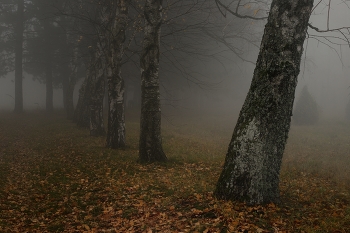 Nebliger Morgen / ***