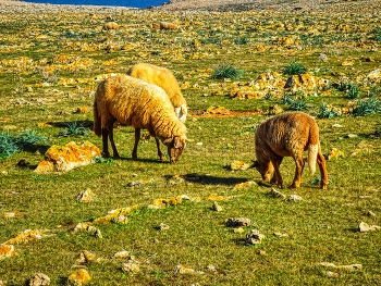 Punta Nati - ovella menorquina - Menorca (Balears) / Punta Nati - ovella menorquina - Menorca (Balears)