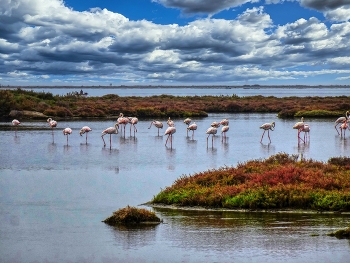 Delta de l'Ebre - Llacuna de la Tancada (flamencs) - Montsià / Delta de l'Ebre - Llacuna de la Tancada (flamencs) - Montsià
