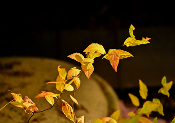 Schmetterlinge / ***