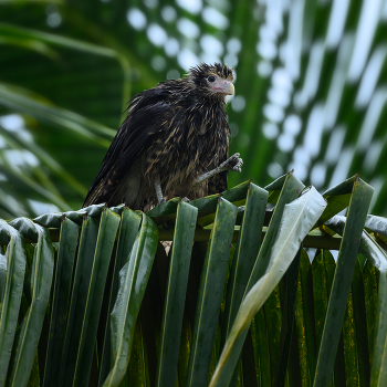 Yellow-headed caracara (immature) / Yellow-headed caracara (immature)