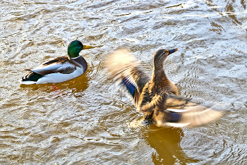 Tanz auf dem Wasser / ***